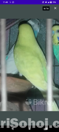বাজিগর পাখি